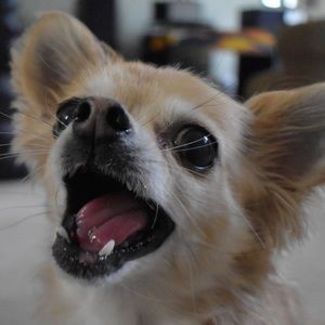 Meet your Posher, Max